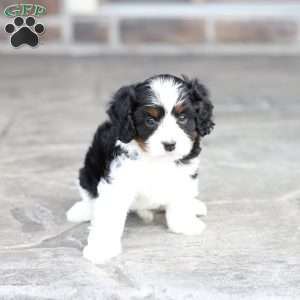Krew, Cavapoo Puppy
